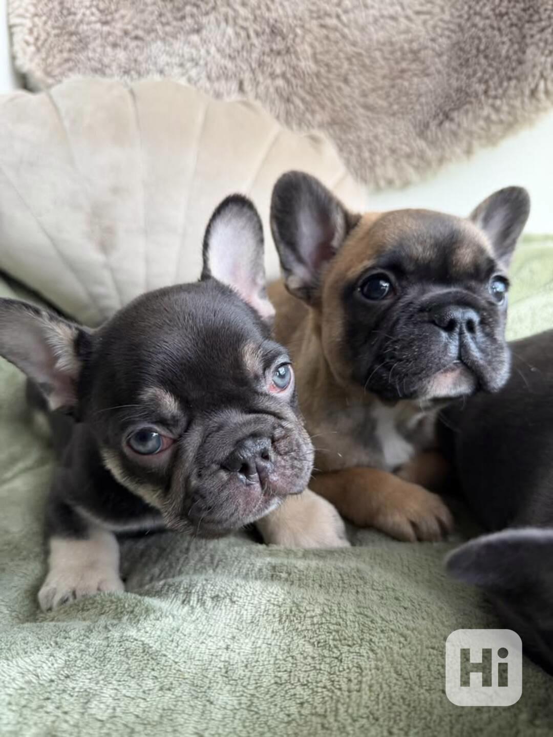 Dvě krásná štěňata francouzského buldočka - foto 1