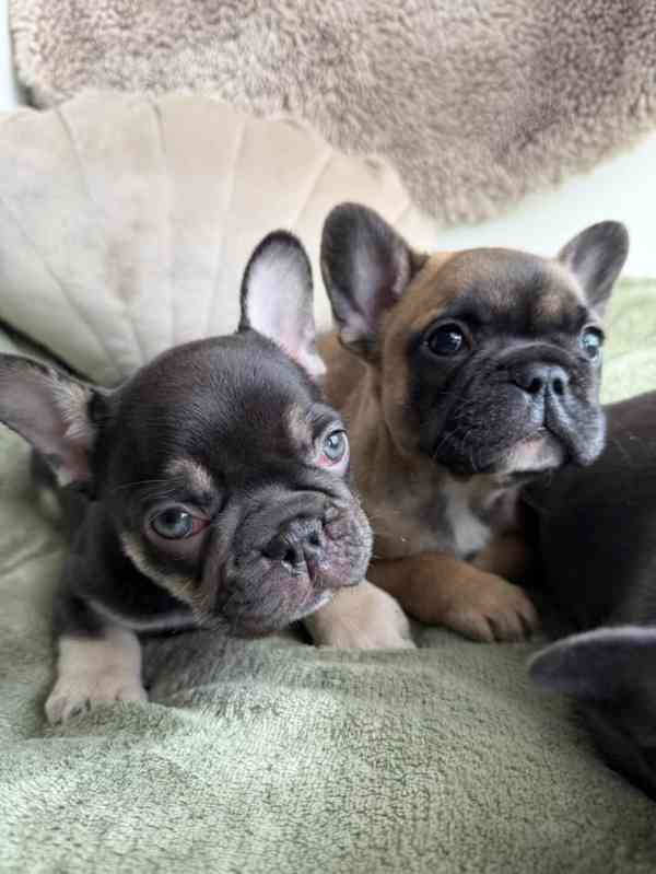 Dvě krásná štěňata francouzského buldočka - foto 1