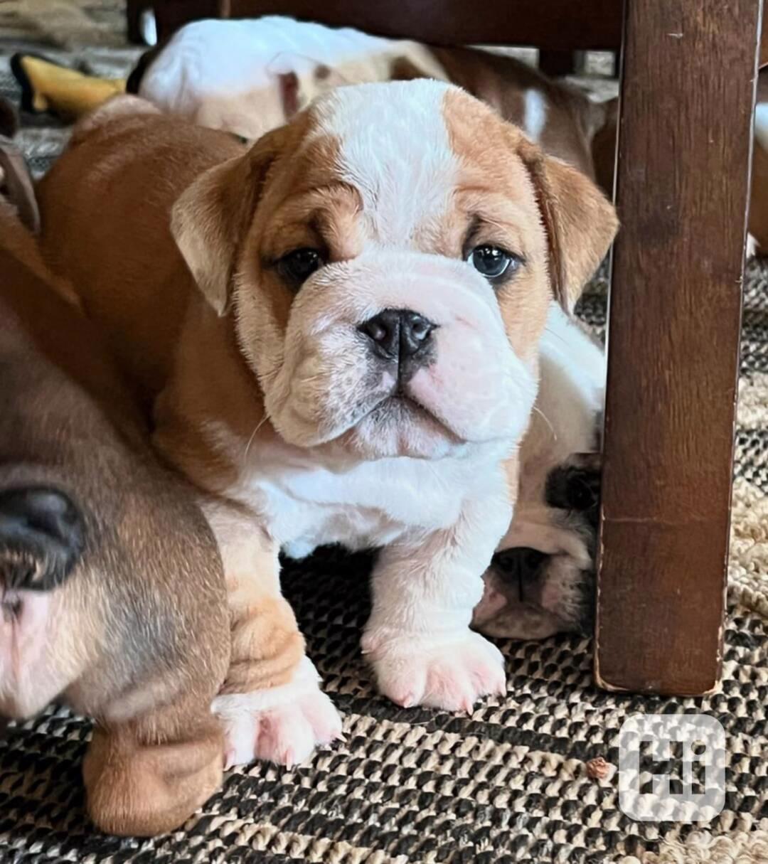 Štěně francouzského buldočka v kvalitě AKC k adopci zdarma!! - foto 1