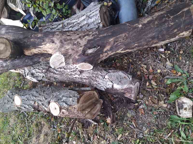 Prodám ořechové dřevo - foto 3