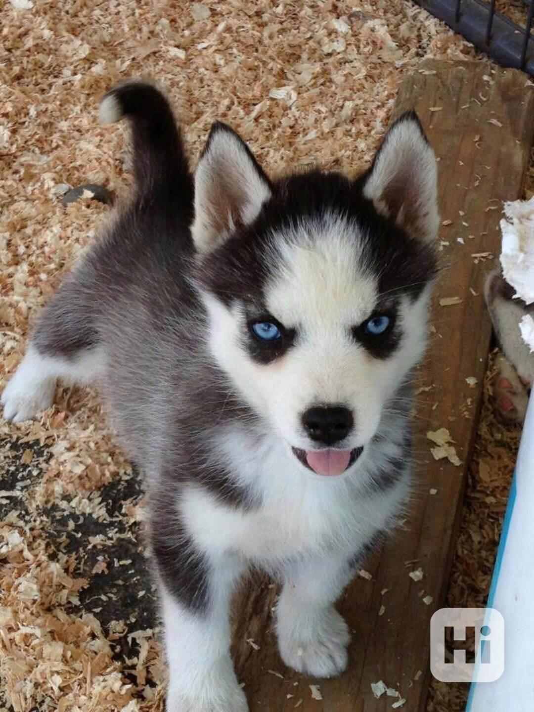 Roztomilý sibiřský husky - foto 1