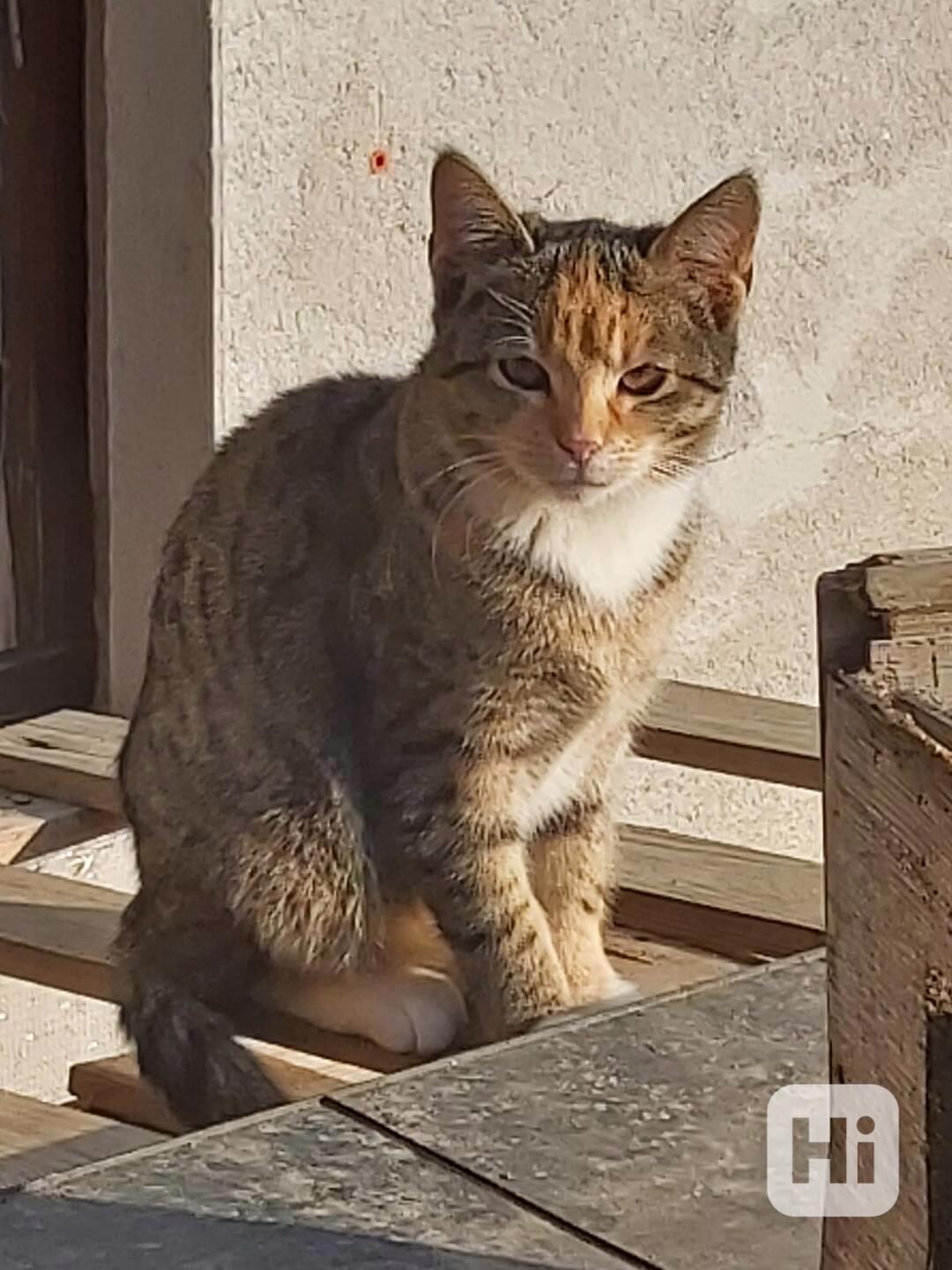 Darujeme do dobrých rukou tříbarevnou kočičku - foto 1