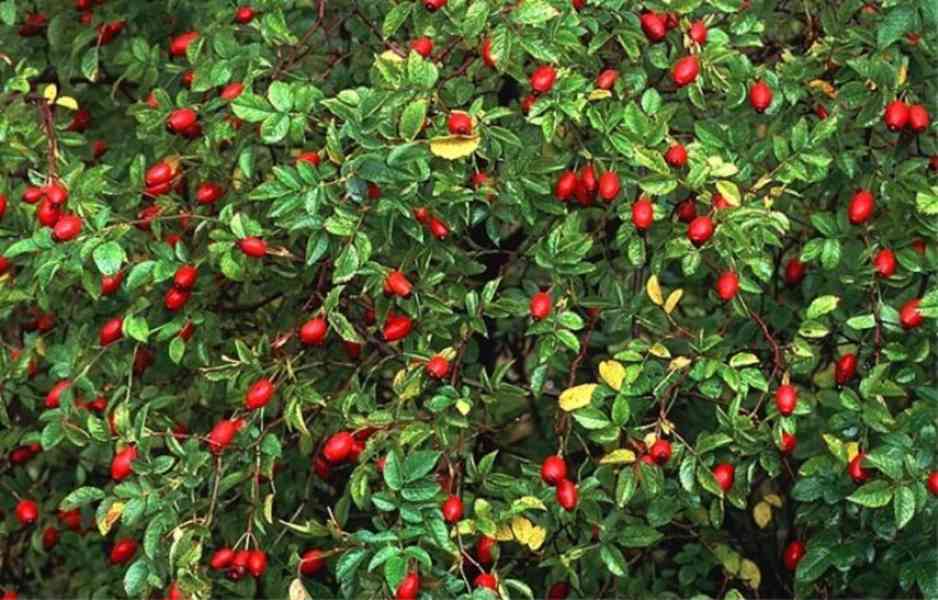 Prodej Šípkový List (Rosehip Leaf) ve velkém od výrobce - foto 4