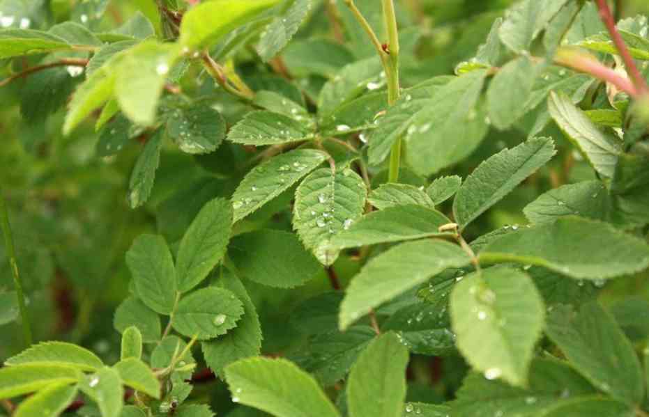 Prodej Šípkový List (Rosehip Leaf) ve velkém od výrobce - foto 2