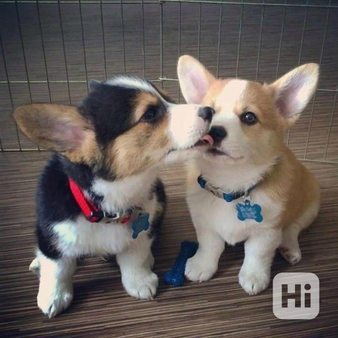  Dárek štěně welsh corgi k adopci zdarma  - foto 1