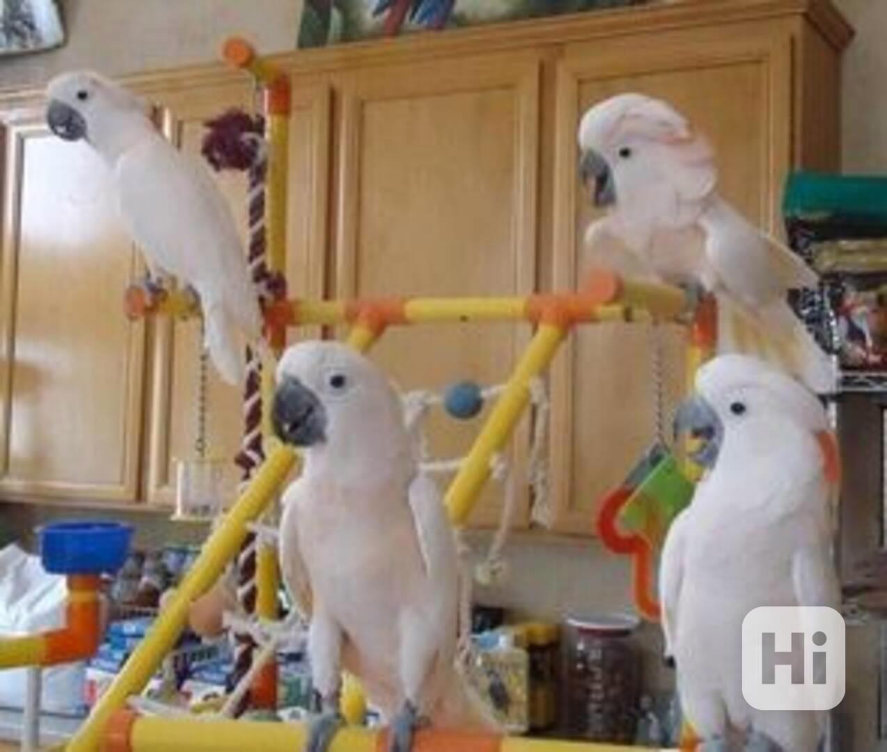 K dispozici papoušci kakadu - foto 1