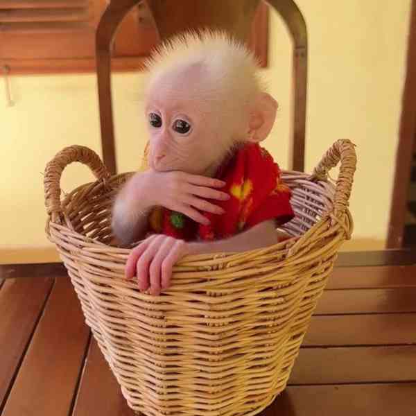 🐒 Chytré kapucínské opice na prodej - foto 1