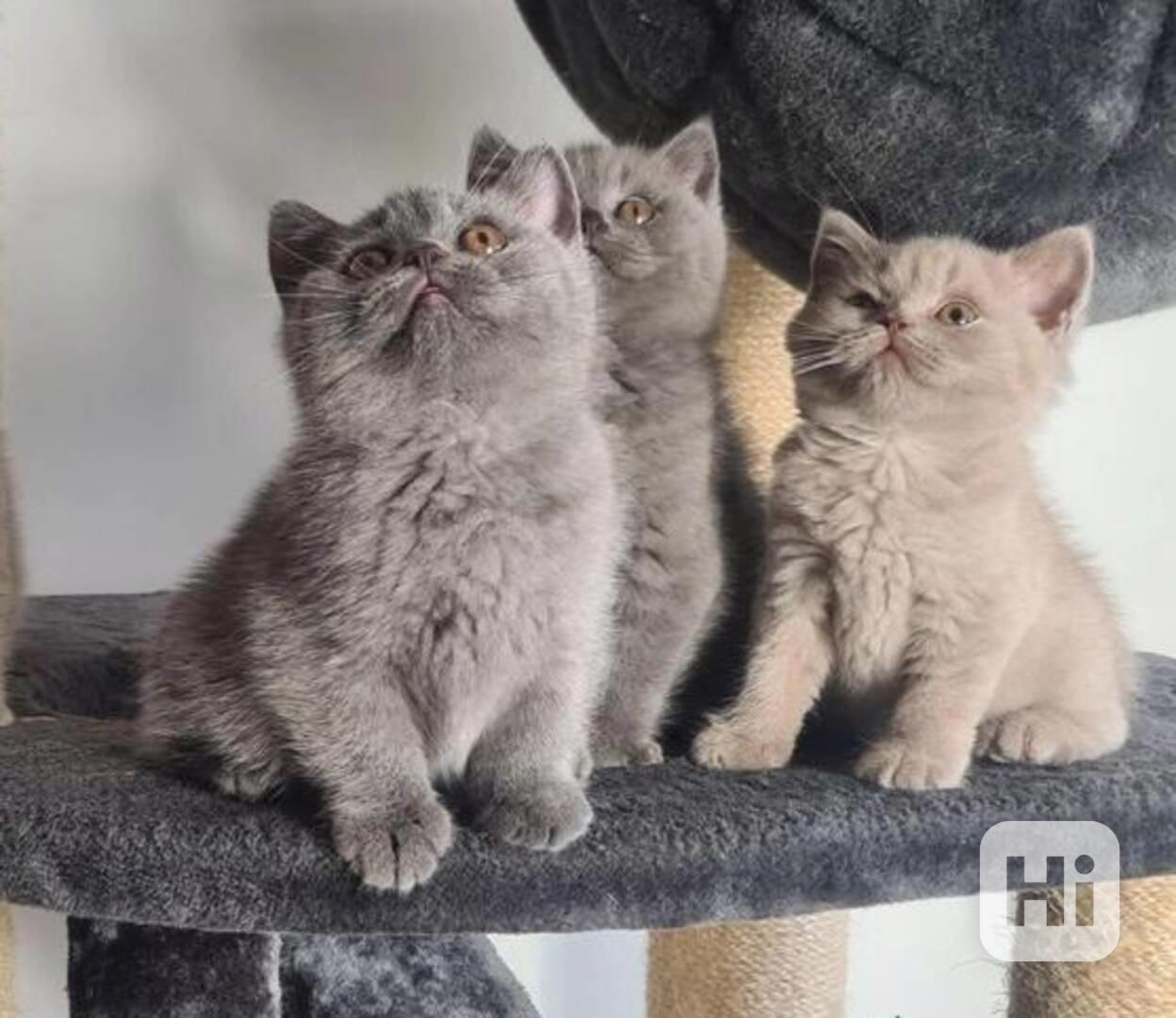 kittens for adoption - foto 1