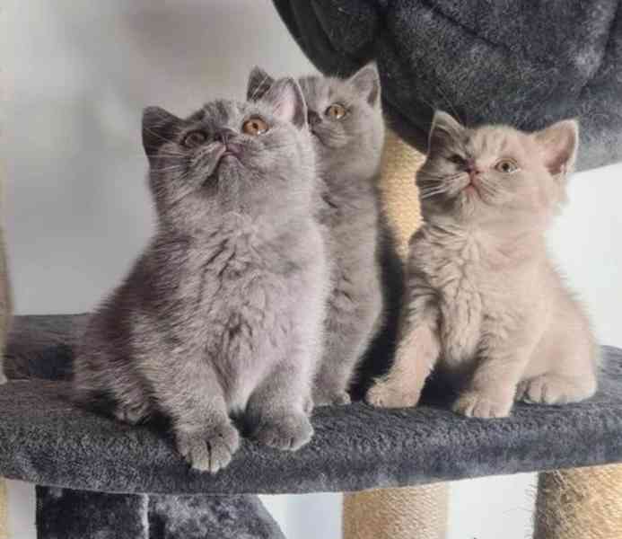 kittens for adoption - foto 1