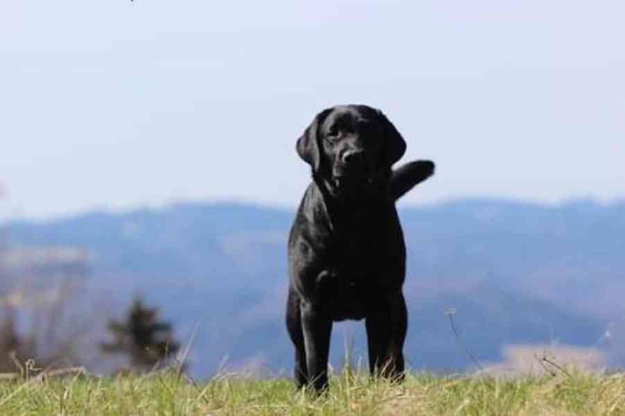 Labradorský retriever - černá štěňátka s PP - foto 6