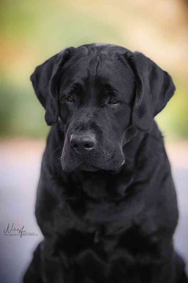 Labradorský retriever - černá štěňátka s PP - foto 3