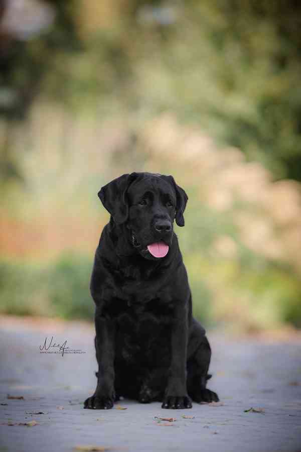 Labradorský retriever - černá štěňátka s PP - foto 2