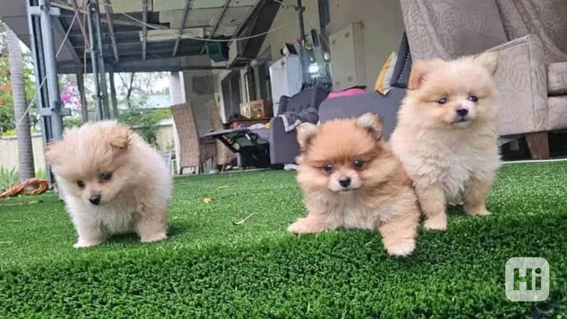 Štěňata čistokrevného pomeraniana - foto 1