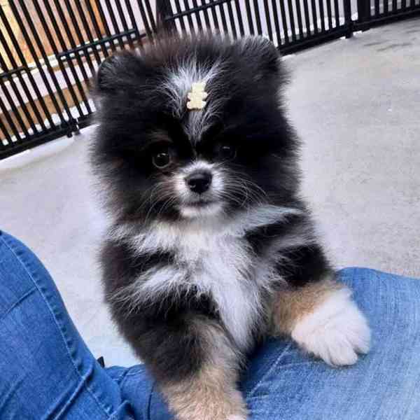 Štěňata čistokrevného pomeraniana - foto 3