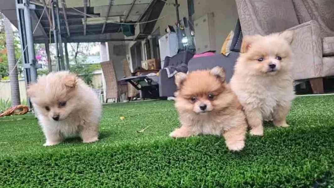 Štěňata čistokrevného pomeraniana - foto 1