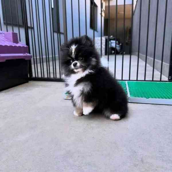 Štěňata čistokrevného pomeraniana - foto 2