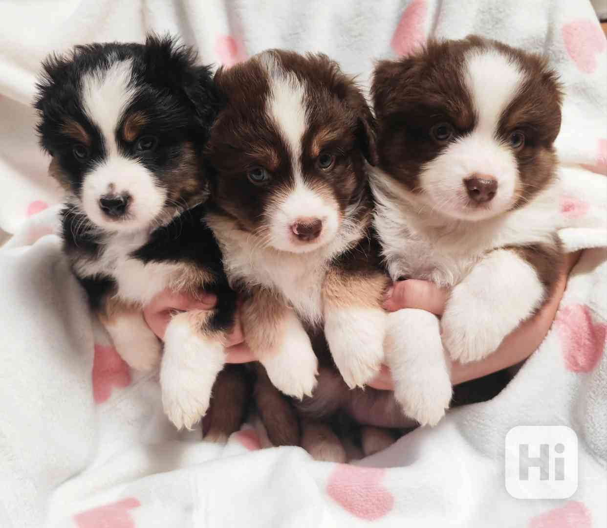 Miniaturní Americký ovčák s PP, FCI - foto 1