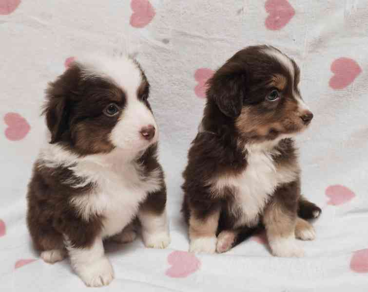 Miniaturní Americký ovčák s PP, FCI - foto 3