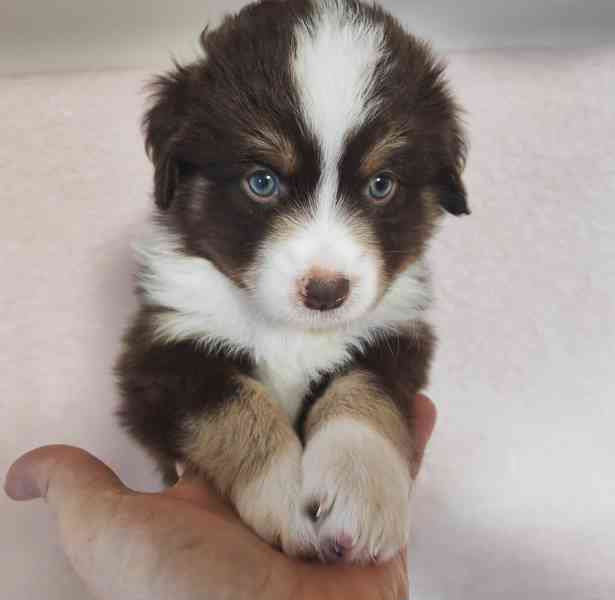 Miniaturní Americký ovčák s PP, FCI - foto 6