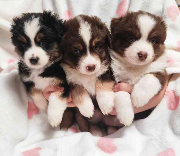 Miniaturní Americký ovčák s PP, FCI - foto 1