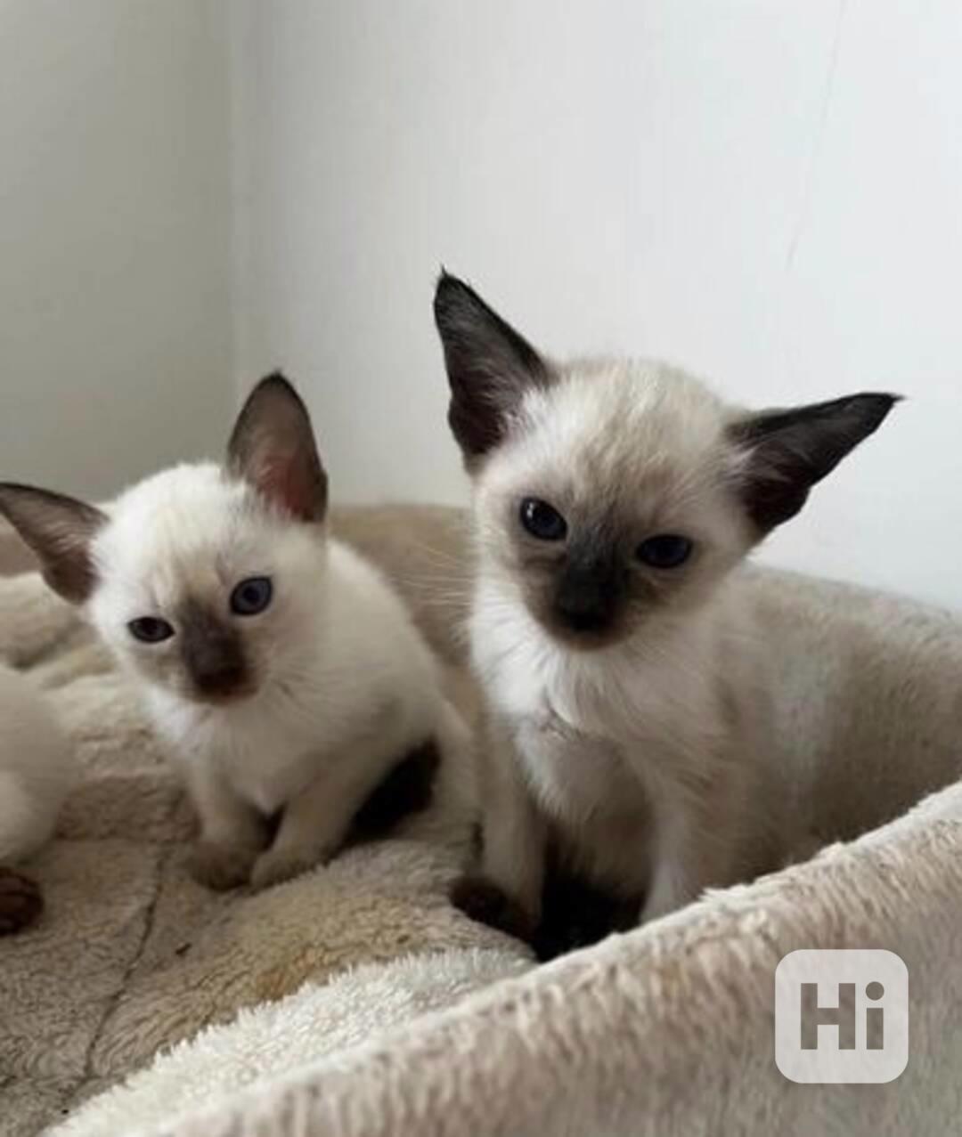 Dvě okouzlující siamská koťátka hledají domov - foto 1