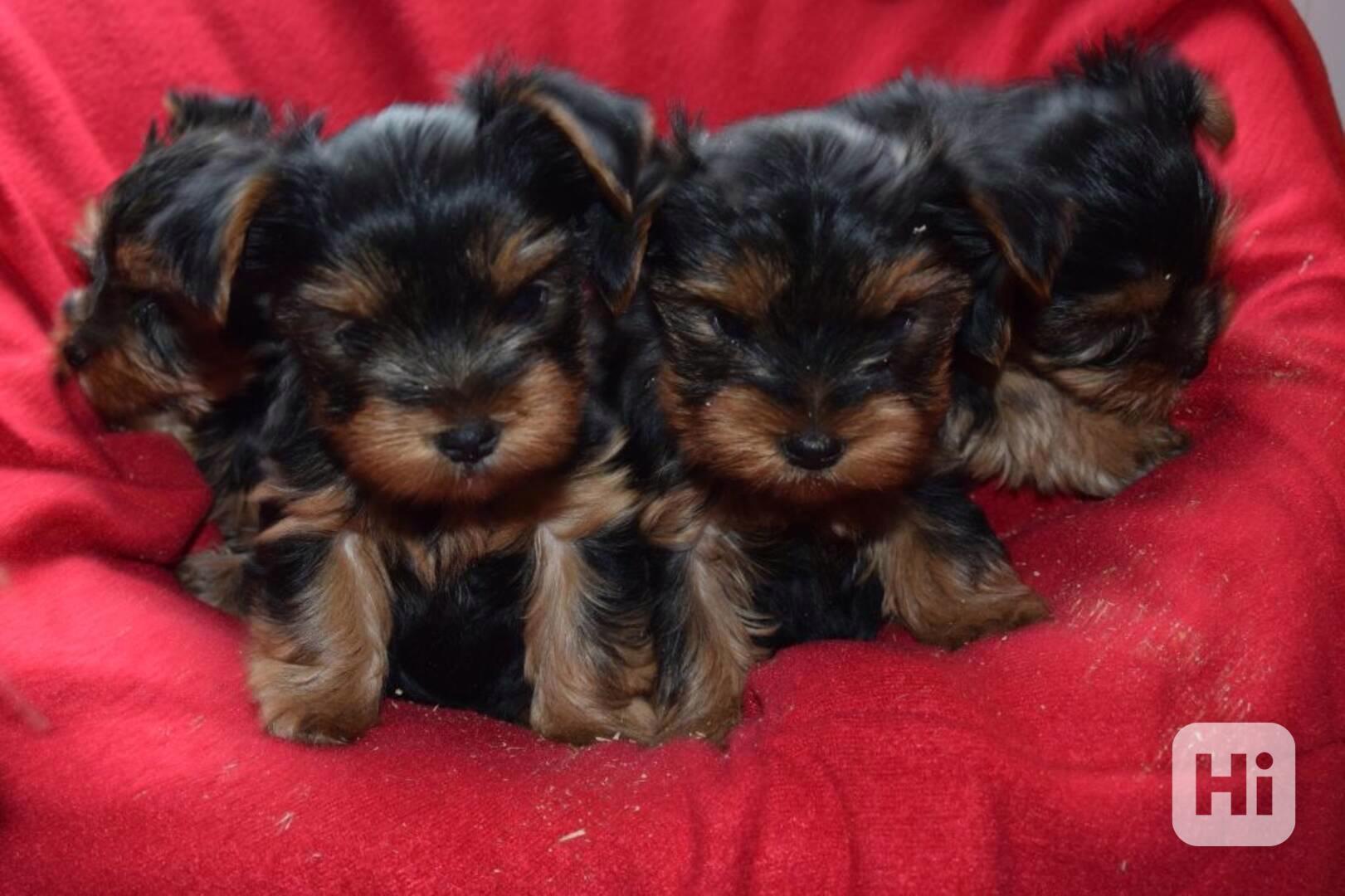 Štěňata jorkšírského teriéra k adopci - foto 1