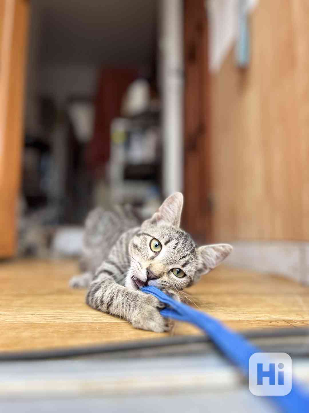 Kočka bengálská - foto 1