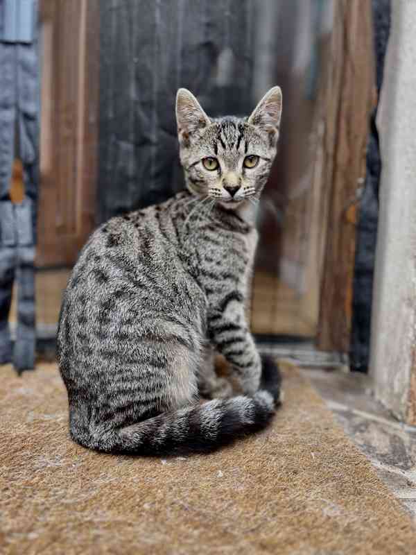 Kočka bengálská - foto 5