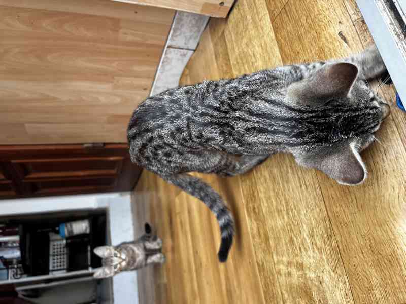 Kočka bengálská - foto 2