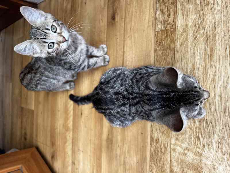 Kočka bengálská - foto 3