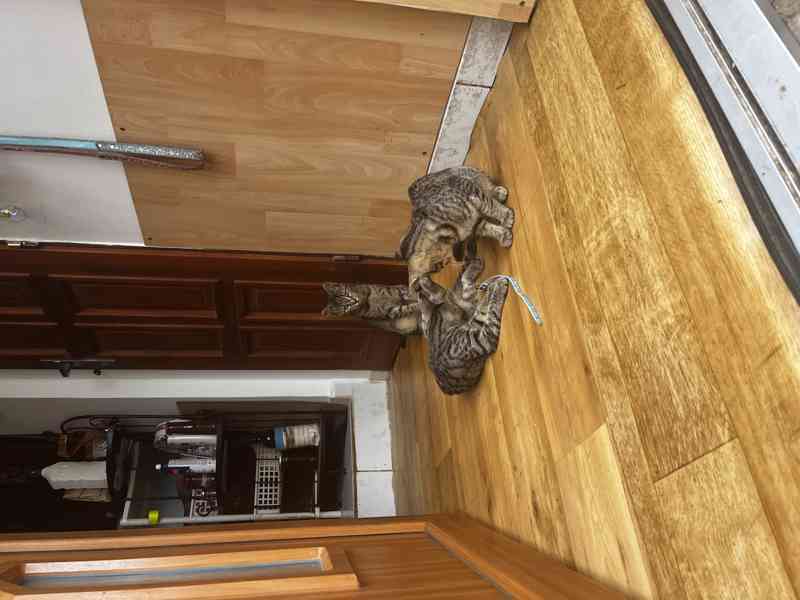 Kočka bengálská - foto 6