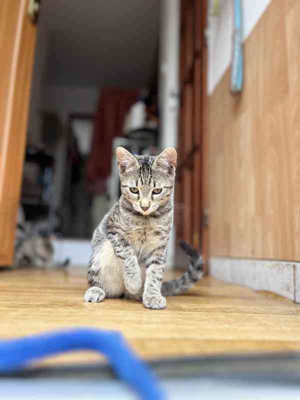 Kočka bengálská - foto 4