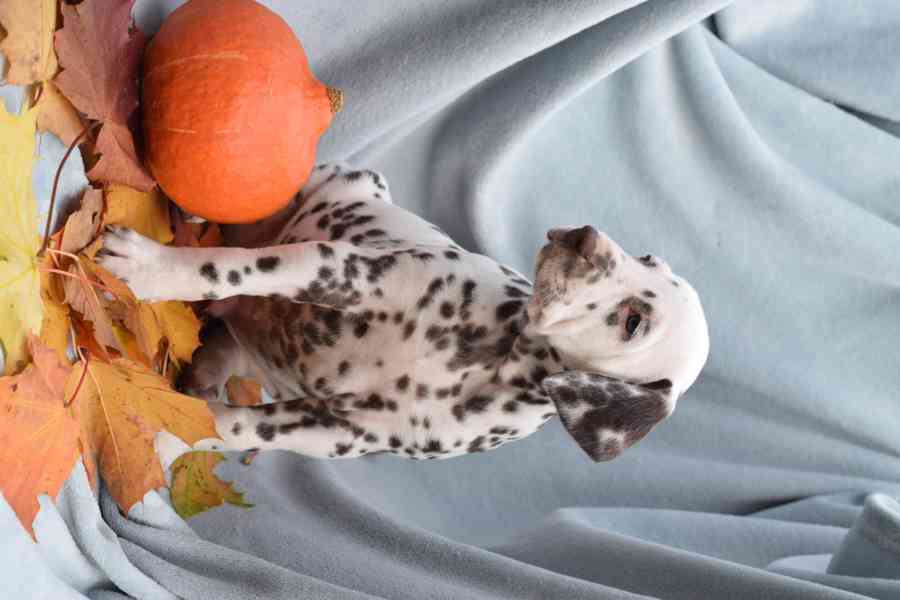 Dalmatin štěňata s PP - foto 4