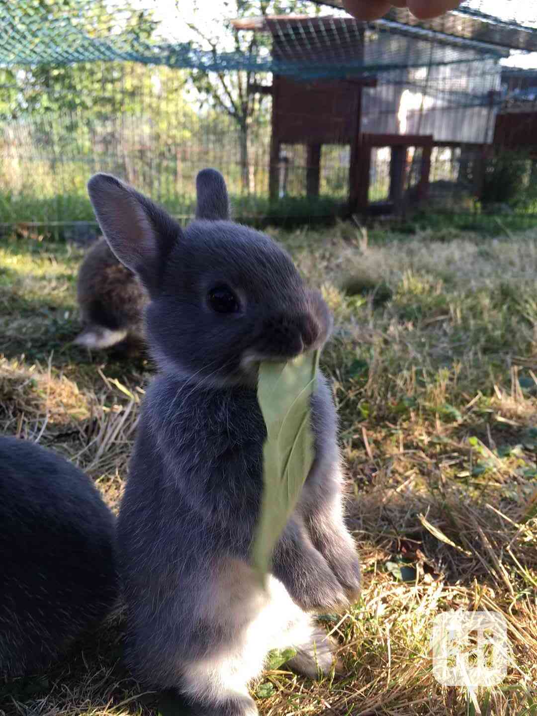 Zakrslý bílopesíkatý modrý králík - foto 1