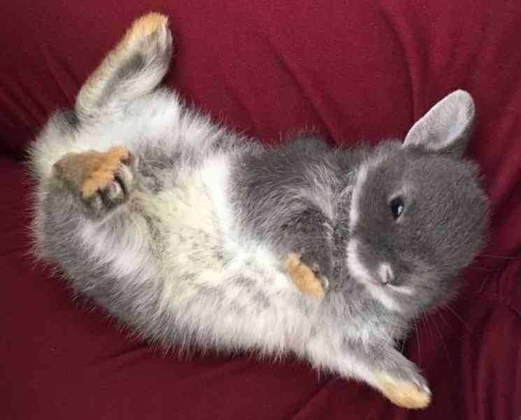 Zakrslý bílopesíkatý modrý králík - foto 2