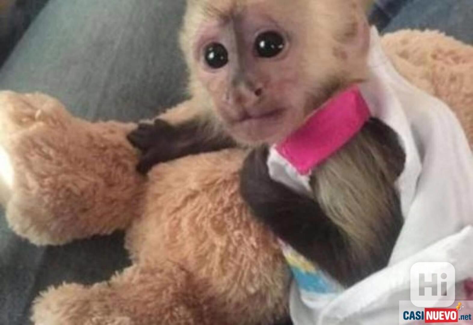 Prodám přátelská mláďata kapucínských opic. - foto 1