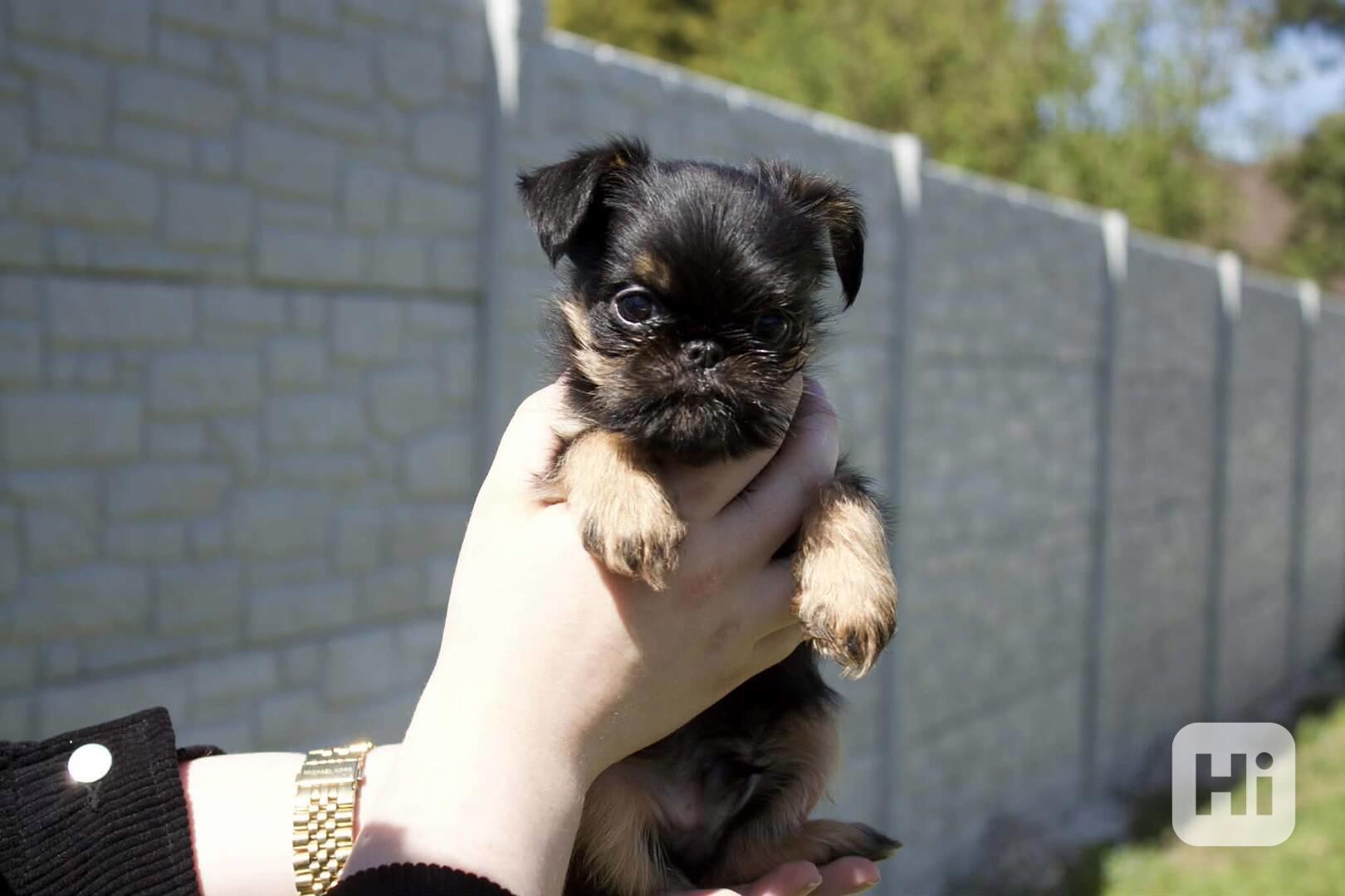 Grifonek pejsek s PP - foto 1