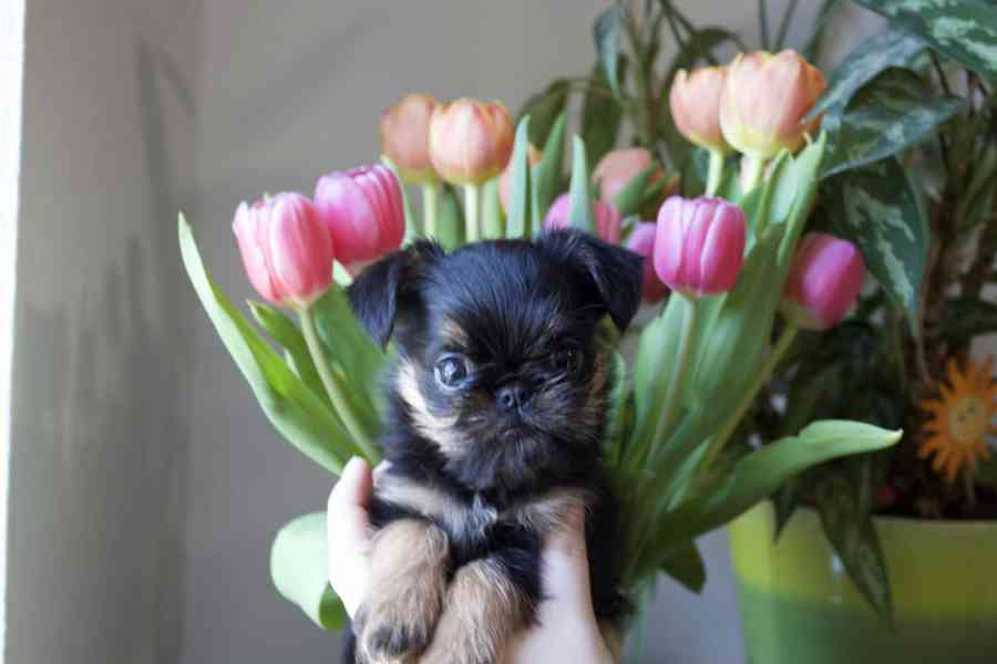 Grifonek pejsek s PP - foto 2