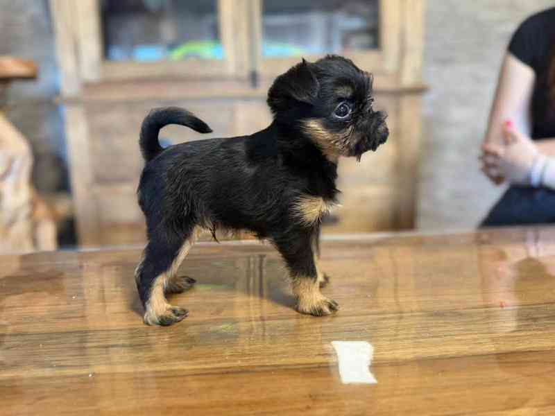 Grifonek pejsek s PP - foto 3