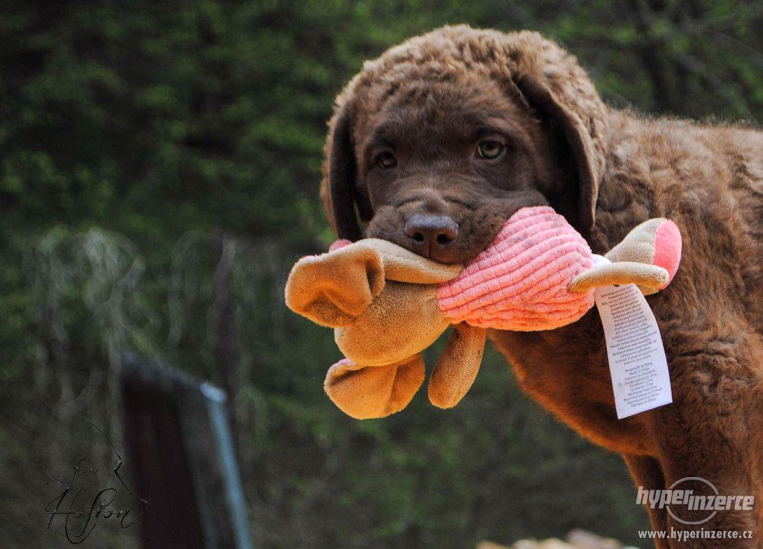 Štěňata Chesapeake Bay Retriever - foto 1