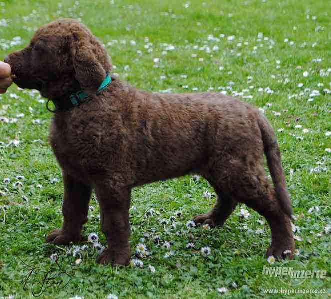 Štěňata Chesapeake Bay Retriever - foto 2