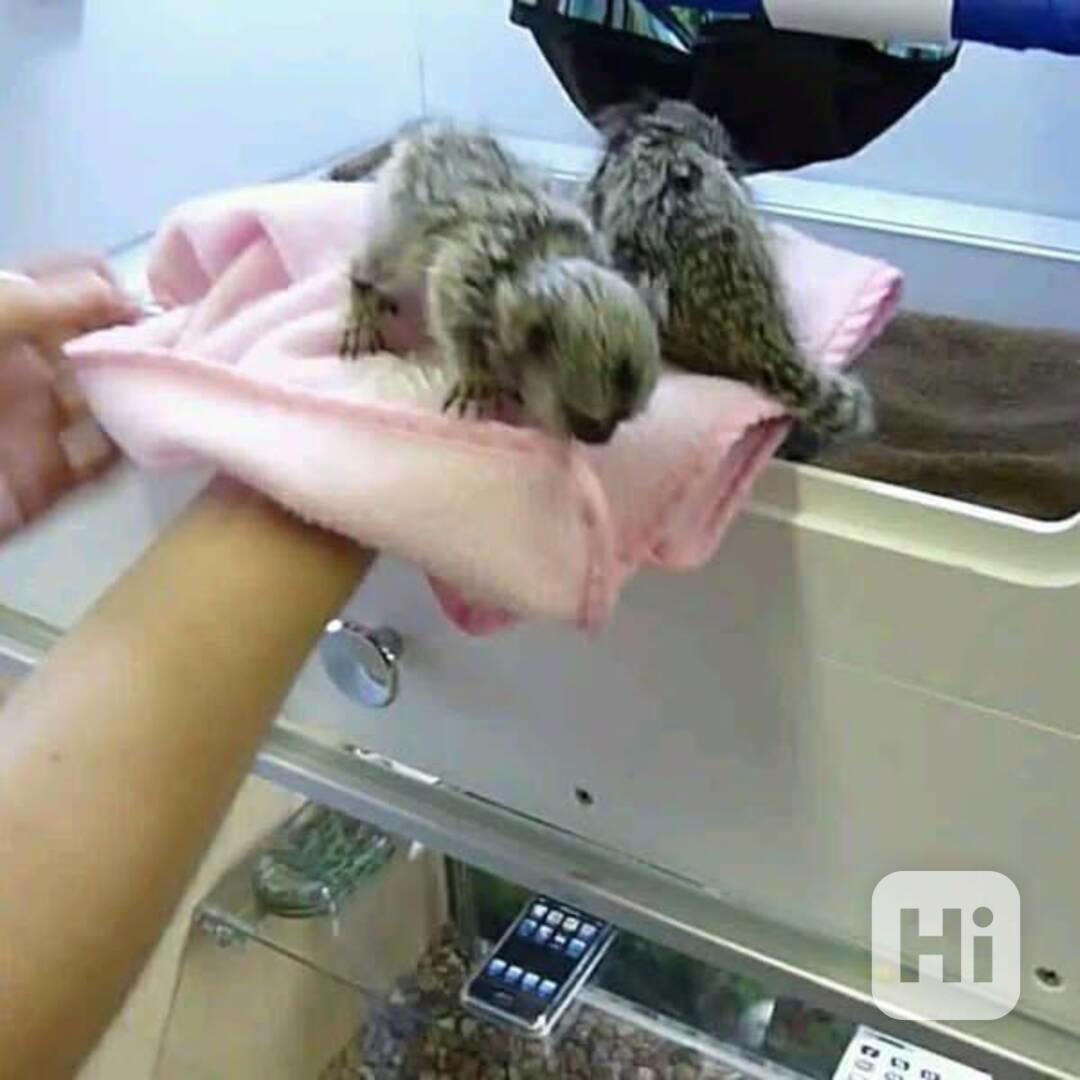 Rozkošné opičky kosmany na prodej - foto 1