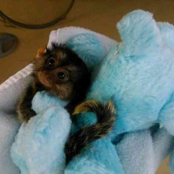 Rozkošné opičky kosmany na prodej - foto 2