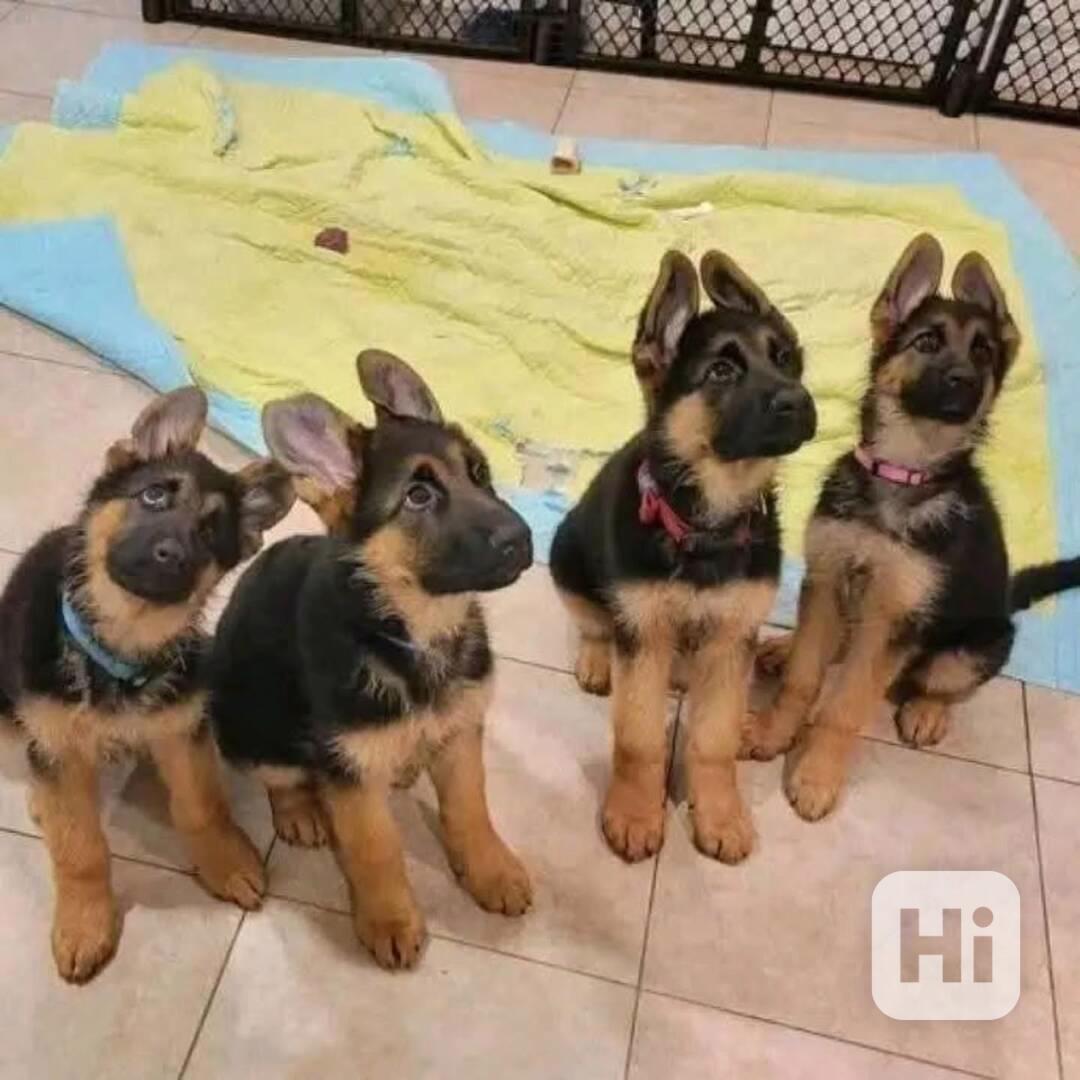 Štěňata německého ovčáka - foto 1