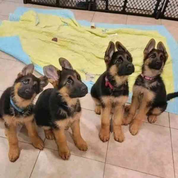 Štěňata německého ovčáka