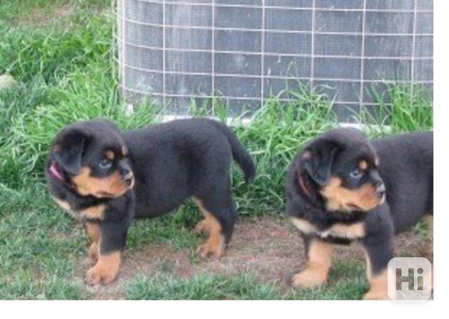 štěňata rotvajlera  - foto 1