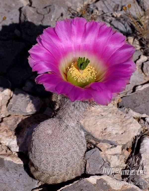 Kaktus Echinocereus primonalatus - semena - foto 1
