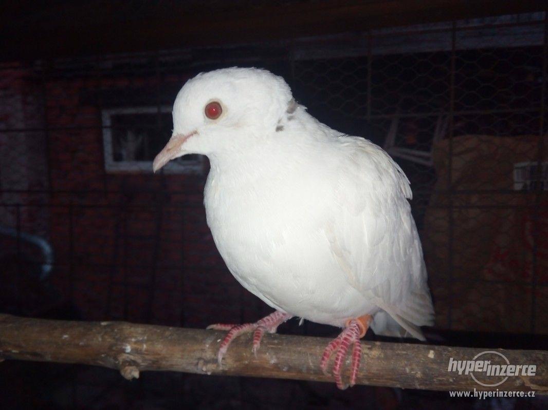 Hrdlička chechtavá - foto 1