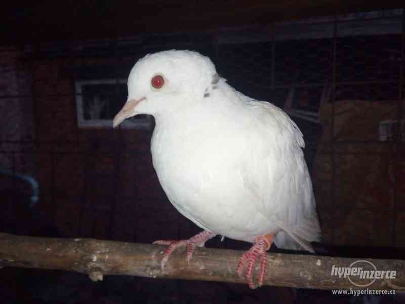 Hrdlička chechtavá - foto 1