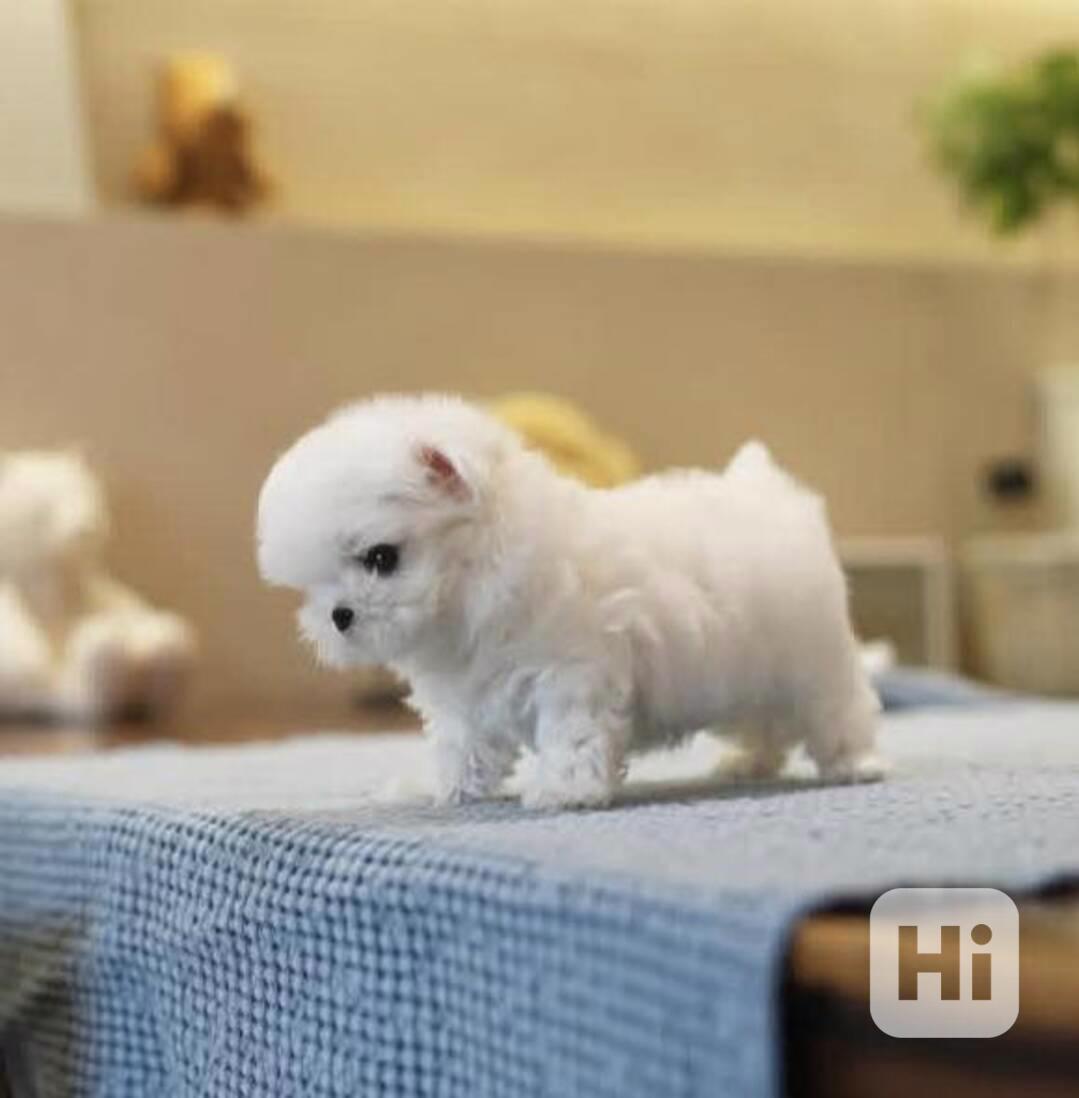 Rozkošná štěňata maltézského štěňátka - foto 1